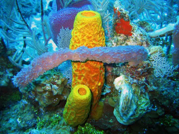 sponges in ocean. live sponge in the ocean.