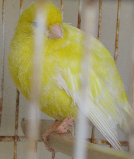Canary Bird Pictures and Canary Bird Breed Informations